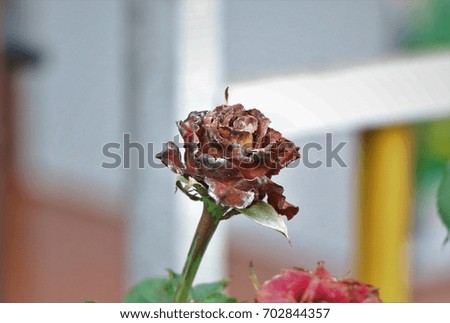 Dried rose.