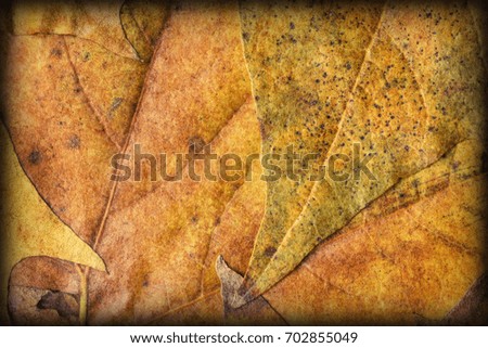 Autumn Foliage Background Vignetted Grunge Texture