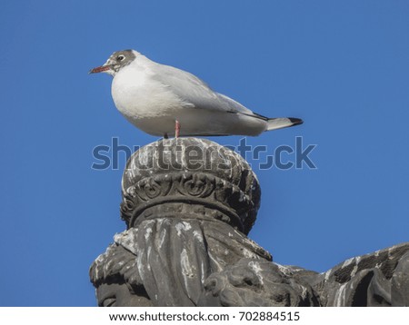 Seagull sitting on stone statue head