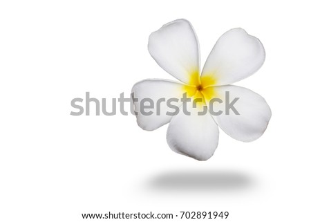 White plumeria flower isolated on White background with work path