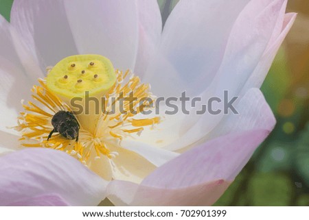 Close up insect finding honey on blooming lotus flower