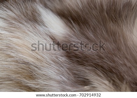 Soft Fur Wool as Background and Texture for Textile and Fur Design Brown Gray