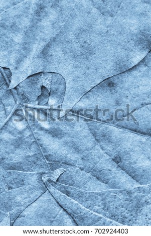 Blue Autumn Foliage Background Grunge Texture
