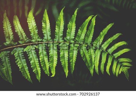 green leaves dark nature background
