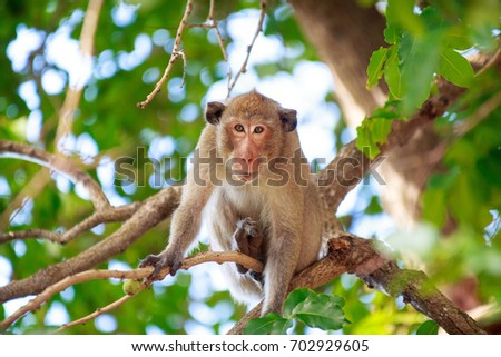 Monkey on the tree, monkey climbing a tree in the forest Royalty-Free Stock Photo #702929605