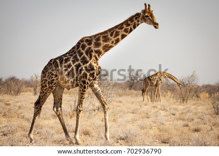 Spotted giraffe walk   