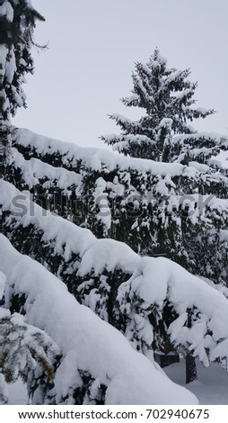 Snow pine tree, winter pic
