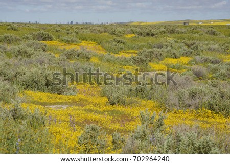 Beautiful yellow goldifelds blossom at Carrizo Plain National Monument, California, U.S.A.