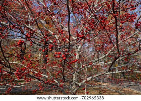 A photo of thousands of red Hawthorn berries covering a leafless tree in Central Park in New York City