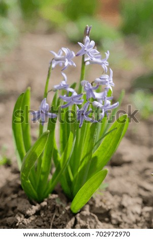 small  violet colored flowers growing in spring garden under sunlight on blurred green background