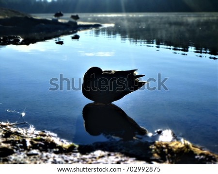 Sleeping duck in a high mountain lake in Oregon