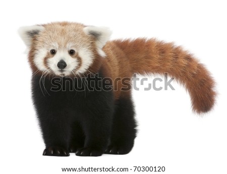 Young Red panda or Shining cat, Ailurus fulgens, 7 months old, in front of white background