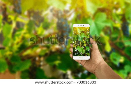 Tourist taking a picture grapevine using a smartphone, point of view shot