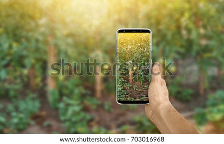 Agronomist taking a picture of green tomato garden using a smartphone, point of view shot