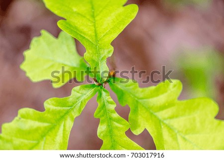 macro photo of spring young oak leaves
