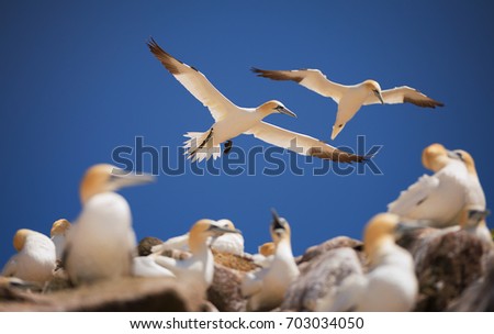 Northern gannets flying above storming sea. A close up horizontal picture of the rare and endangered marine bird species nesting on cliffs.
