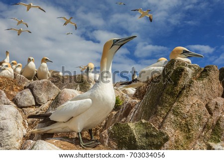 Northern gannets on a close up horizontal picture. A rare and endangered marine bird species nesting on cliffs.
