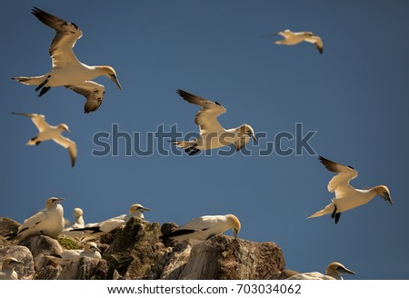 Northern gannets flying above storming sea. A close up horizontal picture of the rare and endangered marine bird species nesting on cliffs.

