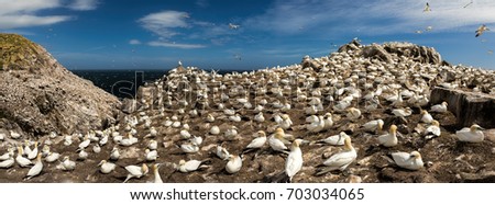 Northern gannets on a close up horizontal picture. A rare and endangered marine bird species nesting on cliffs.
