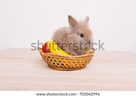 little cute decorative rabbits.
fluffy animals. posing in Studio on a white textured background. Wallpaper for desktop