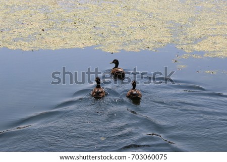 Trio of ducks in a marsh by lake ontario