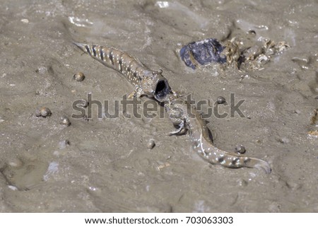 View of blenny on muddy bank in Thailand
