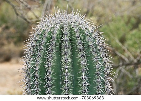 Close up of a saguaro cactus with blurred background copy space in Saguaro National Park near Tucson, Arizona, USA.

