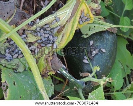 Squash bugs infesting a zucchini plant