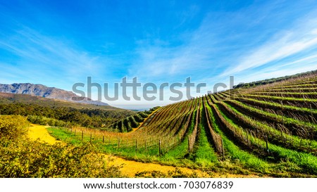 Olive groves and vineyards surrounded by mountains along the Helshoogte Road between the historic towns of Stellenbosch and Franschhoek in the wine region of Western Cape of South Africa Royalty-Free Stock Photo #703076839