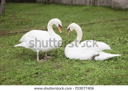 Swans staring at each other