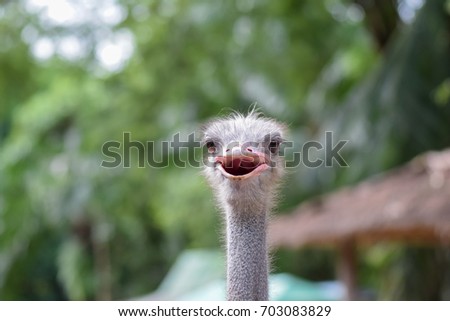 Ostrich smile and head shot close-up