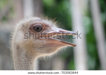 Ostrich  head closeup