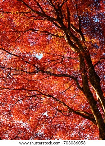 Autumn landscape,Japan.