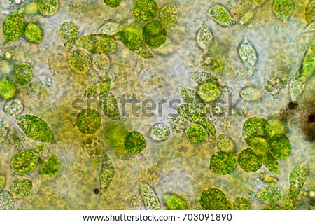Euglena is a genus of single-celled flagellate Eukaryotes under microscopic view for education. Royalty-Free Stock Photo #703091890