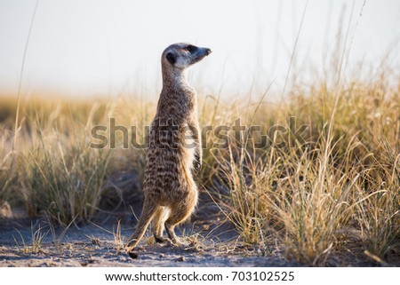 Meerkat standing in the Makgadikgadi Pans in Botswana, Africa.