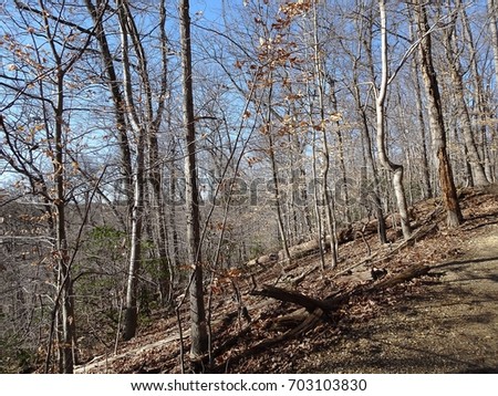 hiking through the forest on a cold winter day looking at bare trees and leaves on the ground