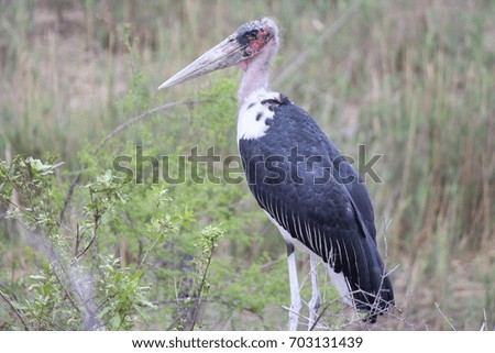 Stork in South Africa. 