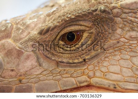 Iguana's Eye