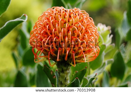 Pincushion flower in Kirstenbosch Botanic Gardens, Cape Town, South Africa