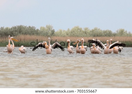 Landscape photo of white pelicans in Danube Delta