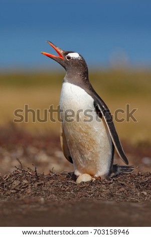 Nesting penguin on the meadow. Gentoo penguin in the nest wit two eggs, Falkland Islands. Wildlife scene in the nature. Penguin with eggs in Antarctica.