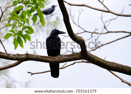 In selective focus of raven sits on tree branch with green leaves and white sky background 