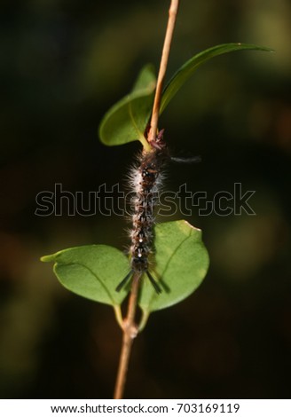 A photograph of a Tussock Moth Caterpillar on the stem of a leaf in Brisbane, Australia.