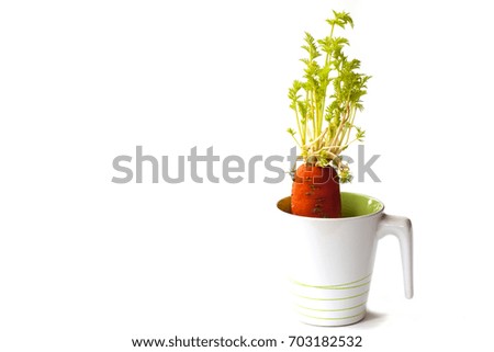 Growing carrot in a glass on white background.