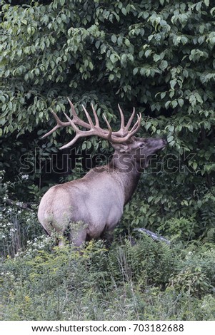 Bull elk photographed in Elk County, Elk State Forest, Benezette, Pennsylvania.