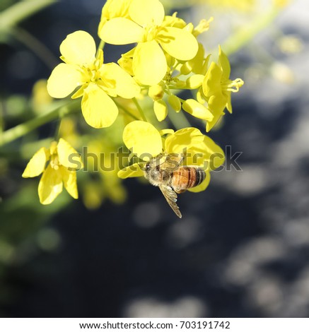 A beautiful close up scene that captures the moment of a bee when hanging on and collecting pollen from yellow wildflowers in a lovely spring day. 
