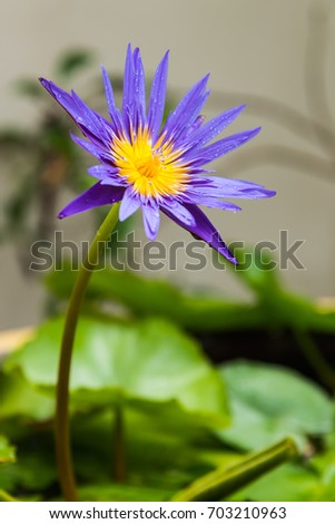 Single purple lotus