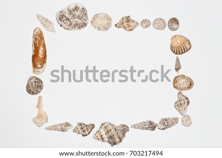 different mussels as frame on white background