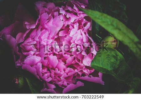 fresh pink peony flower in grass close up