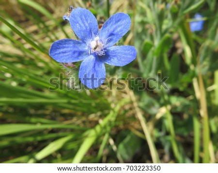A blue beautiful wild flower with these white tufts where it secures the pollen / Flower